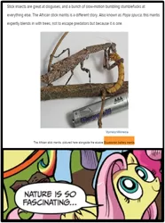 Size: 372x500 | Tagged: african stick mantis, battery, cracked, cracked.com, eating, ecuadorian battery mantis, edit, exploitable meme, fluttershy, grub, mantis, mealworm, meme, nature is so fascinating, obligatory pony, safe