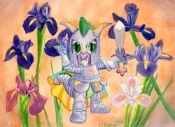 Size: 3446x2496 | Tagged: armor, artist:kelseyleah, flower, iris (flower), safe, solo, spike, sword, traditional art