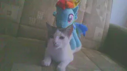 Size: 1280x720 | Tagged: cat, derpibooru import, irl, photo, plushie, ponies riding cats, rainbow dash, riding, safe