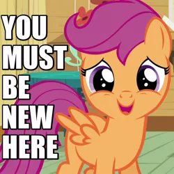 Size: 600x600 | Tagged: safe, derpibooru import, edit, edited screencap, screencap, scootaloo, pegasus, pony, bloom and gloom, caption, cropped, cute, cutealoo, female, filly, foal, image macro, looking at you, meme, open mouth, reaction image, smiling, solo, spread wings, you must be new here