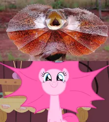 Size: 500x563 | Tagged: comparison, derpibooru import, edit, frilled lizard, lizard, party of one, pinkie pie, safe, screencap