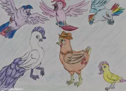 Size: 900x650 | Tagged: applejack, artist:sketch-shepherd, bird, birdified, chicken, derpibooru import, dove, falcon, fluttershy, mane six, my little x, owl, parrot, peacock, peregrine falcon, pinkie pie, rainbow dash, rarity, safe, species swap, traditional art, twilight sparkle