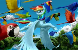 Size: 2550x1650 | Tagged: artist:mykegreywolf, blue-and-yellow macaw, derpibooru import, flying, forest, grin, hyacinth macaw, looking back, macaw, rainbow dash, realistic horse legs, safe, scarlet macaw, smiling, solo, spread wings