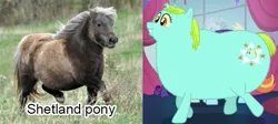 Size: 703x314 | Tagged: safe, derpibooru import, whoa nelly, pony, shetland pony, canterlot boutique, comparison, cute, fat, incidental pony, irl, photo, real pony