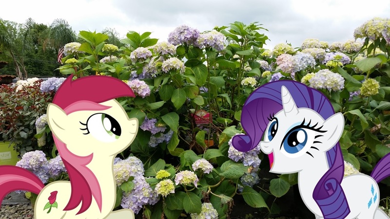 Size: 1441x810 | Tagged: artist:bucketofwhales, artist:delectablecoffee, artist:thedoubledeuced, derpibooru import, flower, happy, hydrangeas, irl, photo, ponies in real life, rarity, roseluck, safe, vector