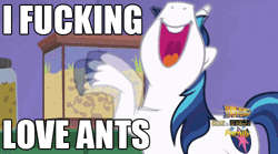 Size: 500x278 | Tagged: animated, ant, ant farm, derpibooru import, happy, image macro, irrational exuberance, meme, safe, screencap, shining armor, tapping, text, the one where pinkie pie knows, vulgar