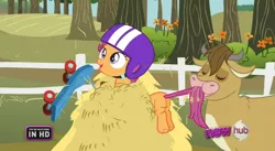 Size: 640x351 | Tagged: safe, derpibooru import, screencap, bessie, scootaloo, cow, sleepless in ponyville, hay, helmet, image, png, scooter, tail, tail bite, tail pull