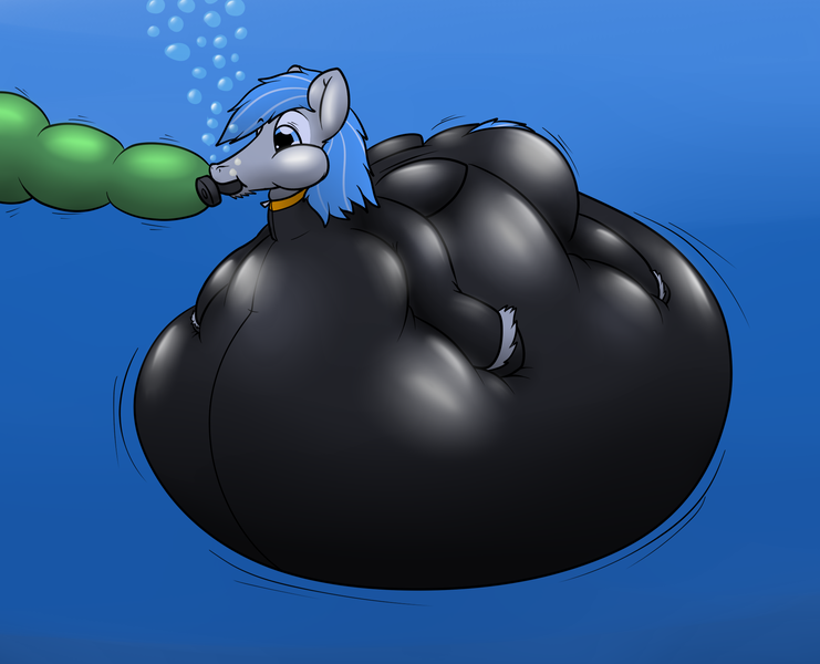 Size: 1914x1550 | Tagged: artist:the-furry-railfan, bubble, derpibooru import, hose, hose bulges, hyper belly, inflated ears, inflation, male, oc, oc:featherweight, puffy cheeks, questionable, rubber suit, scuba diving, sequence, solo, solo male, this will end in balloons, underwater, unofficial characters only, wetsuit, worried