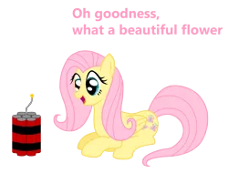 Size: 2484x1888 | Tagged: abuse, artist:vincentthecrow, derpibooru import, dynamite, explosives, flower, flutterbuse, fluttershy, imminent darwin award, imminent explosion, oblivious, safe, simple background, solo, stupidity, stupid shy, this will end in death, this will end in tears, this will end in tears and/or death, this will not end well, too dumb to live, transparent background, vector, vtc's wacky vectors