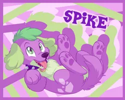 Size: 1280x1024 | Tagged: safe, artist:fizzy-dog, derpibooru import, spike, dog, equestria girls, chest fluff, collar, cute, male, puppy, solo, spikabetes, spike the dog, tongue out