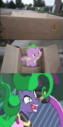 Size: 301x600 | Tagged: dashie meme, derpibooru import, evil people finding spike meme, exploitable meme, mane-iac, meme, safe, spike, this will end in tears and/or death