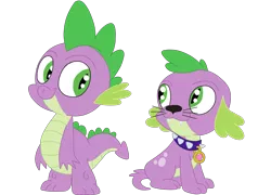 Size: 4192x3024 | Tagged: safe, artist:squipycheetah, derpibooru import, spike, spike the regular dog, dog, equestria girls, cute, doggy dragondox, duality, looking back, looking up, self paradox, simple background, sitting, spike's dog collar, transparent background, vector, whiskers