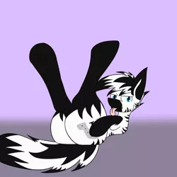 Size: 2000x2000 | Tagged: suggestive, artist:metalaura, derpibooru import, oc, oc:jinx, unofficial characters only, zebra, big ears, huge butt, large butt, male, on back, plot, solo, stallion, stripes, tongue out, zebra butt