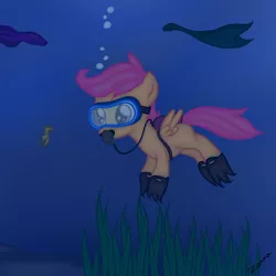 Size: 800x800 | Tagged: safe, artist:zonra, derpibooru import, scootaloo, pegasus, pony, seahorse, female, filly, scuba, scuba diving, seaweed, underwater