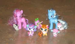 Size: 2083x1237 | Tagged: safe, artist:cheerbearsfan, derpibooru import, spike, trixie, twilight sparkle, cat, dog, pony, poodle, squirrel, unicorn, blind bag, brushable, female, irl, lego, lego friends, littlest pet shop, madame pom, mare, photo, toy, zoe trent