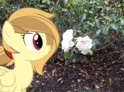 Size: 863x647 | Tagged: artist:estories, artist:thedoubledeuced, derpibooru import, flower, irl, oc, oc:alice goldenfeather, photo, ponies in real life, safe, solo, unofficial characters only, vector, white rose