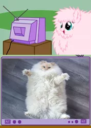 Size: 510x715 | Tagged: belly, cat, derpibooru import, exploitable meme, fluffy, irl, meme, obligatory pony, oc, oc:fluffle puff, photo, safe, tv meme, unofficial characters only