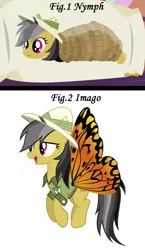 Size: 800x1376 | Tagged: body pillow, butterfly, butterfly wings, daring daki, daring do, derpibooru import, imago, metamorphosis, nymph, safe, stranger than fan fiction