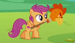Size: 1522x874 | Tagged: safe, derpibooru import, screencap, scootaloo, chicken, pegasus, pony, the cart before the ponies, billywitchdoctor.com, cute, cutealoo, cutie mark, discovery family logo, female, filly, frown, glare, mouth hold, raised hoof, scootachicken, solo, spread wings, the cmc's cutie marks, walking, wings