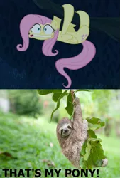 Size: 651x961 | Tagged: safe, derpibooru import, edit, edited screencap, screencap, fluttershy, pegasus, pony, sloth, 28 pranks later, faic, female, gritted teeth, hanging, irl, looking at you, mare, meme, photo, scared, that's my pony, that's my x, tree, wavy mouth, wide eyes