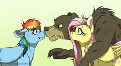 Size: 1024x565 | Tagged: safe, artist:inuhoshi-to-darkpen, derpibooru import, fluttershy, harry, rainbow dash, bear, pegasus, pony, 28 pranks later, boop, ear fluff, eye contact, female, floppy ears, fluffy, frown, glare, green background, grin, hug, mare, nervous, nose wrinkle, noseboop, patreon, patreon logo, simple background, smiling, sweat