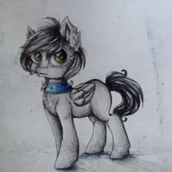 Size: 604x604 | Tagged: safe, artist:alicekuzmacat, derpibooru import, oc, unofficial characters only, pegasus, pony, collar, photo, solo, traditional art