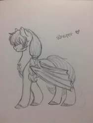 Size: 774x1032 | Tagged: safe, artist:liefsong, derpibooru import, oc, oc:whisper, unofficial characters only, bat pony, pony, cute, sketch, solo, traditional art