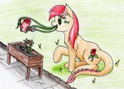 Size: 2412x1741 | Tagged: artist:40kponyguy, chest fluff, derpibooru import, flower, monster pony, original species, raised hoof, roseluck, safe, simple background, sitting, solo, tatzlpony, tatzlrose, traditional art, watering, watering can