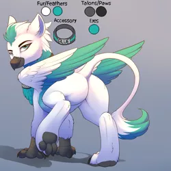Size: 2200x2200 | Tagged: suggestive, artist:evehly, derpibooru import, oc, oc:blue, unofficial characters only, gryphon, ass, bedroom eyes, collar, eared griffon, griffon oc, image, looking at you, male, png, raised leg, raised paw, reference sheet, solo, solo male, wings