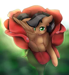 Size: 1024x1113 | Tagged: safe, artist:csox, derpibooru import, oc, oc:artsong, unofficial characters only, pegasus, pony, flower, micro, rose, solo