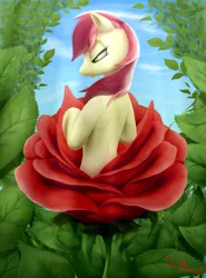 Size: 1000x1350 | Tagged: safe, artist:the1xeno1, derpibooru import, roseluck, earth pony, pony, female, flower, lidded eyes, mare, rose, solo