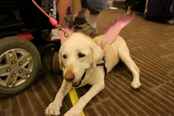 Size: 4898x3265 | Tagged: safe, derpibooru import, photographer:lablayers, princess cadance, dog, labrador retriever, pegasus, pony, absurd resolution, clothes, cosplay, costume, fillycon, fillycon 2016, irl, photo, service dog