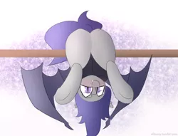 Size: 1280x977 | Tagged: safe, artist:n0nnny, derpibooru import, oc, oc:dusk rhine, unofficial characters only, bat pony, pony, blushing, clothes, cute, fangs, glasses, hanging, happy, hoodie, looking at you, male, plot, smiling, solo, stallion, upside down