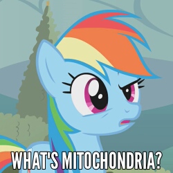 Size: 250x250 | Tagged: safe, derpibooru import, screencap, rainbow dash, pony, image macro, meme, mitochondria, solo