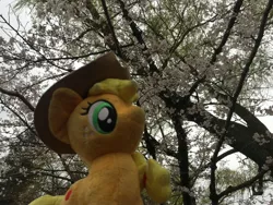 Size: 3264x2448 | Tagged: 4de, applejack, artist:setorin5, cherry blossoms, derpibooru import, flower, flower blossom, irl, japan, photo, plushie, ponies around the world, safe, solo, travelling