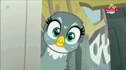 Size: 850x476 | Tagged: safe, derpibooru import, screencap, gabby, gryphon, the fault in our cutie marks, animated, cute, gabbybetes, griffonstone, hnnng, minimini, weapons-grade cute, wingding eyes