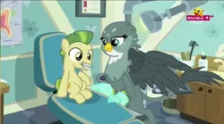 Size: 1280x714 | Tagged: safe, derpibooru import, screencap, carrot crunch, gabby, gryphon, the fault in our cutie marks, braces, dentist, dentist chair, gloves, image, minimini, orthodontist, png, ponytail, rubber gloves