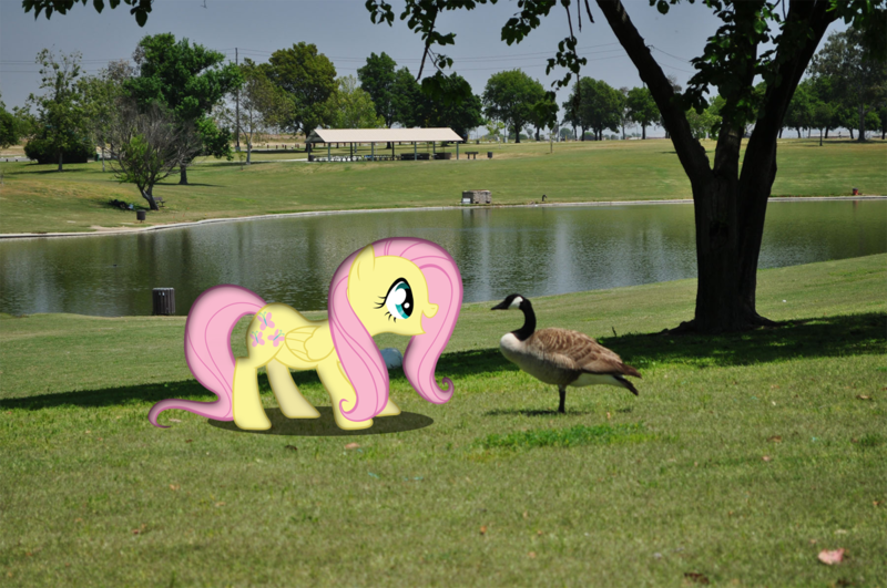 Size: 1200x797 | Tagged: safe, artist:harpycross, derpibooru import, fluttershy, bird, canada goose, goose, pegasus, pony, animal, cute, female, happy, irl, lake, mare, open mouth, park, photo, ponies in real life, shyabetes, smiling, solo, vector