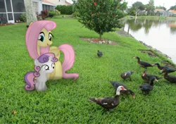 Size: 1320x928 | Tagged: safe, artist:riniginianna, derpibooru import, fluttershy, sweetie belle, bird, duck, pegasus, pony, unicorn, animal, building, female, filly, flock, irl, male, mare, muscovy duck, photo, ponies in real life, tree, vector, water