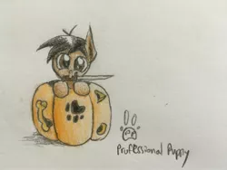 Size: 4032x3024 | Tagged: artist:professionalpuppy, bayonet, cute, derpibooru import, food, halloween, holiday, jack-o-lantern, mouth hold, nightmare night, oc, oc:cocoa mocha, paw prints, pumpkin, pumpkin carving, safe, solo, unofficial characters only, weapon