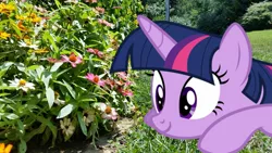 Size: 1156x650 | Tagged: safe, artist:geonine, artist:thedoubledeuced, derpibooru import, twilight sparkle, twilight sparkle (alicorn), alicorn, pony, blurry, closer, female, flower, irl, mare, outdoors, photo, ponies in real life, solo, vector