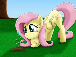 Size: 2885x2154 | Tagged: safe, artist:lifesharbinger, derpibooru import, fluttershy, butterfly, pegasus, pony, cute, female, folded wings, grass field, looking at something, mare, scenery, shyabetes, smiling, solo, tree