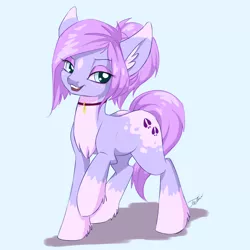 Size: 1600x1600 | Tagged: safe, artist:faline-art, derpibooru import, oc, unofficial characters only, earth pony, pony, appaloosa, chest fluff, choker, ear fluff, female, mare, ponytail, short mane, solo, unshorn fetlocks