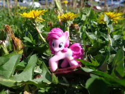 Size: 4220x3165 | Tagged: safe, artist:lee-sherman, derpibooru import, pinkie pie, pony, absurd resolution, blind bag, flower, irl, photo, solo, toy