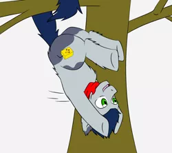 Size: 3600x3200 | Tagged: safe, artist:jolliapplegirl, derpibooru import, oc, oc:nightshade, unofficial characters only, earth pony, pony, adopted offspring, art trade, hanging, hanging upside down, male, next generation, parent:applejack, prehensile tail, solo