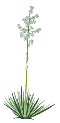 Size: 3000x6169 | Tagged: absurd resolution, .ai available, artist:boneswolbach, derpibooru import, flower, no pony, plant, resource, safe, simple background, solo, transparent background, vector, yucca