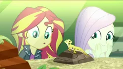 Size: 1136x640 | Tagged: safe, derpibooru import, fluttershy, ray, sunset shimmer, leopard gecko, lizard, eqg summertime shorts, equestria girls, pet project, animal, cute, shyabetes