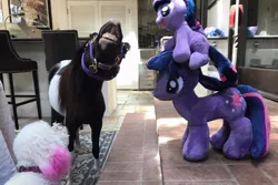 Size: 960x640 | Tagged: artist needed, safe, derpibooru import, photographer:tara strong, twilight sparkle, dog, pony, faic, flehmen response, hoers, horse-pony interaction, horses doing horse things, irl, miniature horse, pearl (horse), photo, plushie, real, real pony, toy