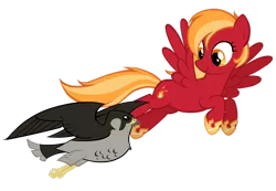 Size: 1024x707 | Tagged: safe, artist:petraea, derpibooru import, oc, oc:blaze gust, unofficial characters only, bird, falcon, pegasus, pony, female, flying, mare, peregrine falcon, simple background, solo, transparent background, vector