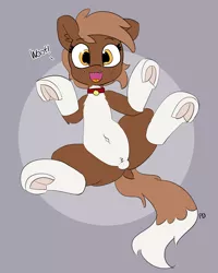 Size: 4006x5000 | Tagged: suggestive, artist:pabbley, derpibooru import, winona, ponified, earth pony, pony, absurd resolution, barking, behaving like a dog, belly button, collar, crotch bulge, cute, dock, female, freckles, frog (hoof), hoofbutt, legs in air, looking at you, mare, on back, open mouth, pabbley is trying to murder us, ponified pony pets, pubic fluff, simple background, socks (coat marking), solo, underhoof